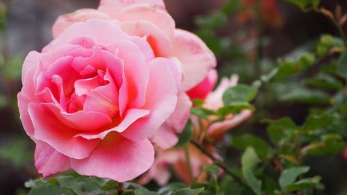 Close-up of pink rose