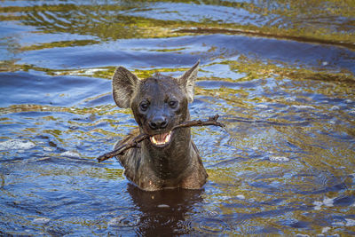 Close-up of hyena swimming in lake
