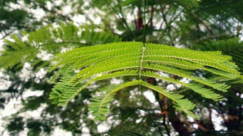 Close-up of green leaves on tree in forest