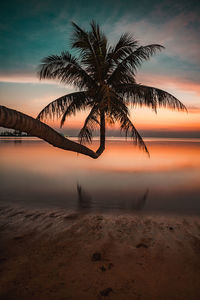 Palm tree by sea against sky during sunset