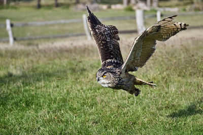 Close-up of a bird flying over a field