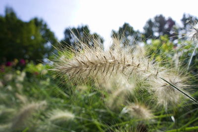 Close-up of flower growing on tree against sky