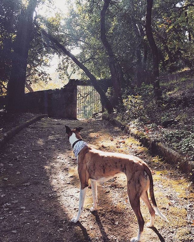 animal themes, domestic animals, mammal, one animal, tree, pets, dog, standing, full length, livestock, sunlight, walking, nature, outdoors, day, side view, two animals, the way forward, no people, field