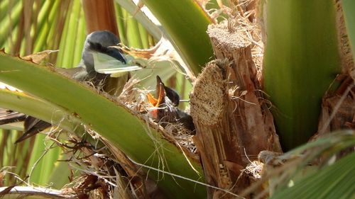 Close-up of bird perching on leaf