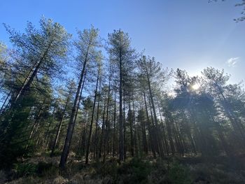 Low angle view of trees in forest against sky