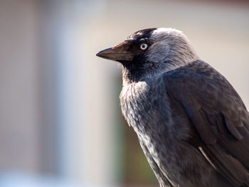 Close-up of bird