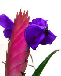 Close-up of purple flower