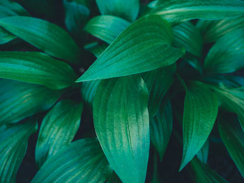 Full frame shot of fresh green leaves