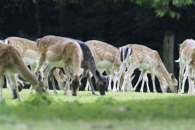 Sheep grazing in field