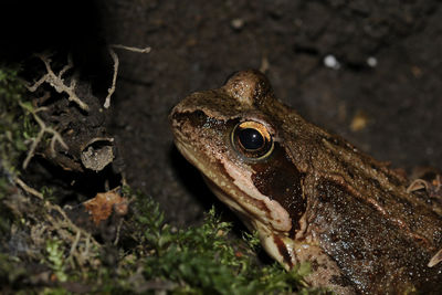 Close-up of lizard