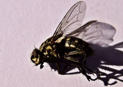 Close-up of bee