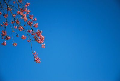 Low angle view of flowering tree against clear blue sky