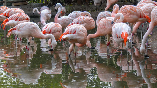 Flock of flamingos in lake