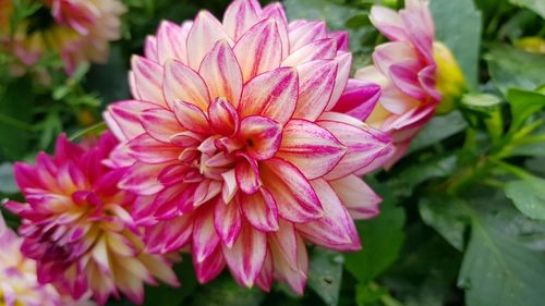Close-up of pink dahlia blooming outdoors