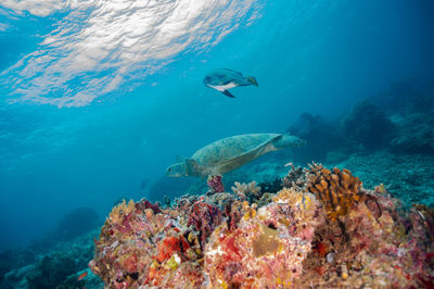 Close-up of fish swimming in sea