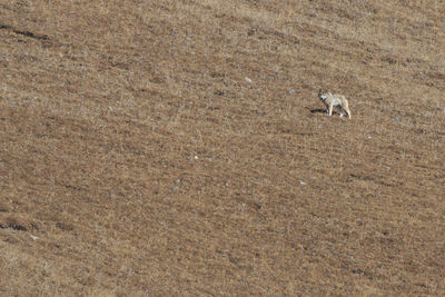 High angle view of wolf on field