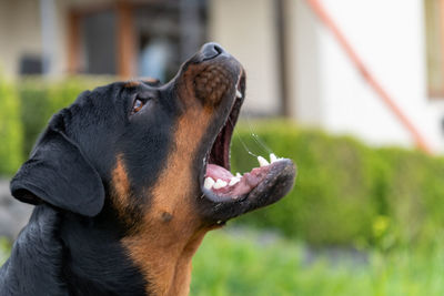 Close-up of a dog