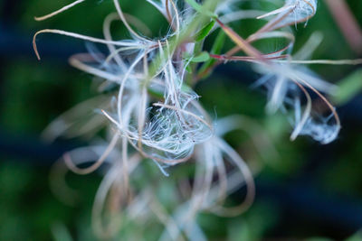 Close-up of white flower