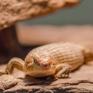 Close-up of turtle on rock