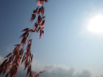 Low angle view of plants against sky on sunny day