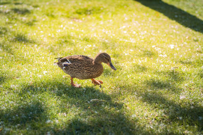 Duck on a field