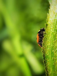 Close-up of butterfly on leaf