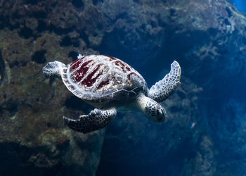 Turtle swimming in sea