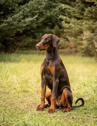 Dobermann female brown and tan