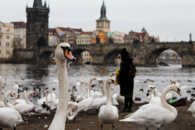 Swans on riverbank