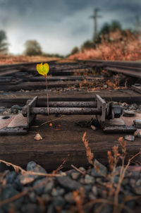 Plant growing amidst abandoned railroad track