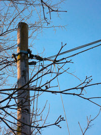 Low angle view of bare tree against blue sky