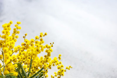 Close-up of fresh yellow flower against sky