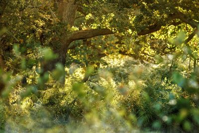 Trees growing in forest