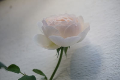 Close-up of white rose flower