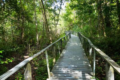 Footbridge amidst trees in forest