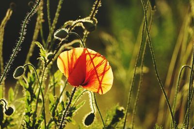 Close-up of orange flower on field