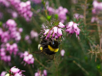 Close-up of bee on flower