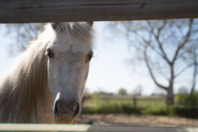 Close-up of horse