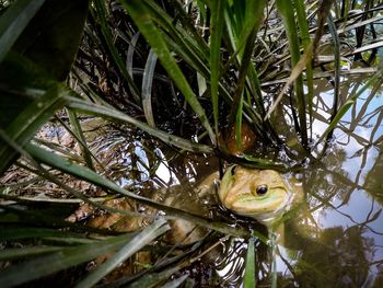 Close-up of frog in water