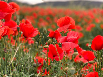 Close-up of red flowering plants on field