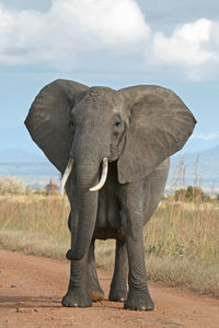 Low angle view of elephant standing on field against sky