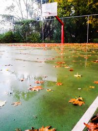 Reflection of trees in water