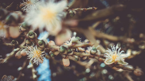 Close-up of flowering plant