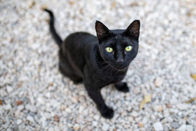 Portrait of black cat