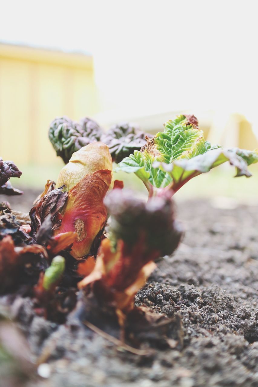 plant, leaf, close-up, nature, growth, day, no people, tree, outdoors, healthy eating, freshness, beauty in nature, food, sky, flower head