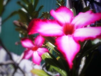 Close-up of pink flowers