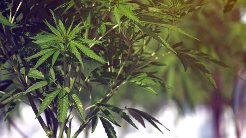 Low angle view of leaves on tree