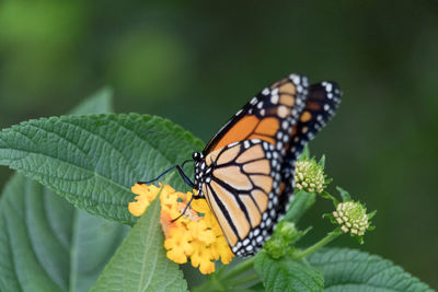 Close-up of butterfly on leaf