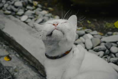 Close-up of cat