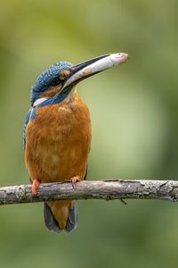 Close-up of bird perching on branch